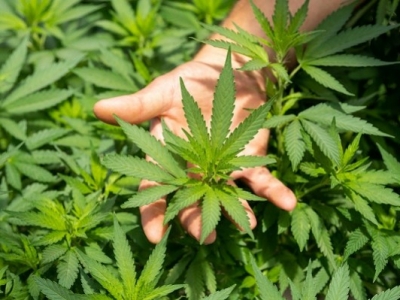 Le cannabis thérapeutique : où en est-on ?